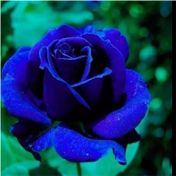 CÔNG TY TNHH BLUEROSE ELECTRONIC COMMERCE